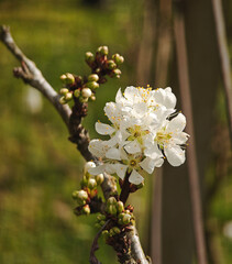 Sticker - blossom plum flower on tree