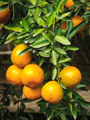 Wall Mural - fresh orange in the garden