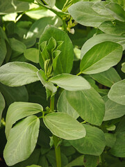 Wall Mural - Sugar pea in the garden