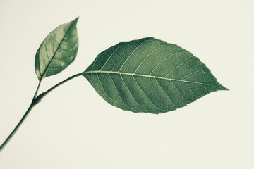 Wall Mural - Green Leaf on STEM