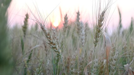 Wall Mural - Green wheat (Triticum) field. wheat grain. Wheat field at sunset with vibrant sky in the background, Agricultural