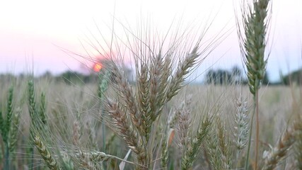 Wall Mural - Green wheat (Triticum) field. wheat grain. Wheat field at sunset with vibrant sky in the background, Agricultural