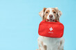 © Pixel-Shot - Cute Australian Shepherd dog with first aid kit on blue background
