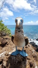 Poster - A blue-footed booby stands proudly on a rocky outcrop, overlooking the shimmering ocean. The vibrant blue of its feet contrasts beautifully with the rugged terrain and clear skies