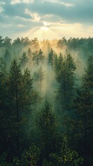 Aufkleber - Early morning mist envelops a tranquil forest, where soft beams of light dance through the trees, creating an ethereal atmosphere that invites peace and reflection
