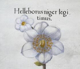Poster - christmas rose (helleborus niger), hand-coloured copper engraving by basilius besler, from hortus ey