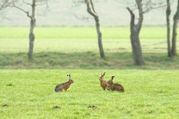 hares (lepus europaeus) looking at each other in the mating season in a meadow, north rhine-westphal