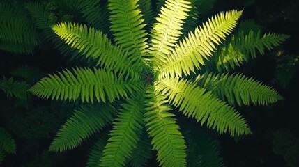  Overhead view of vibrant green fern fronds illuminated by sunlight, creating a radial pattern against a dark background.