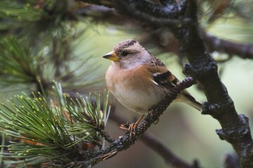 Brambling (Fringilla montifringilla), sits in a pine, Emsland, Lower Saxony, Germany, Europe