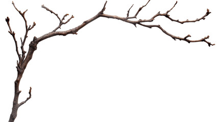 Aufkleber - The image shows a single, bare tree branch with many small twigs, curving gracefully against a completely black background.