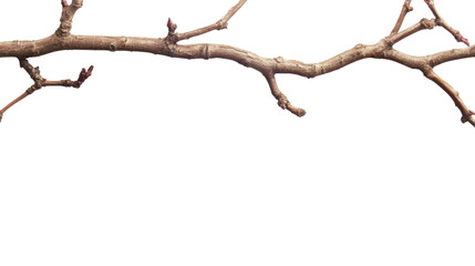 Poster - A detailed close-up image of a bare tree branch with small buds, suggesting the beginning of spring.