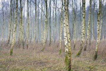  Beech forest (Betula pendula), foggy atmosphere, Emsland, Lower Saxony, Germany, Europe