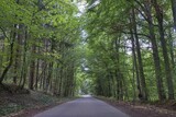 Road leads through a mixed forest, Mecklenburg-Western Pomerania, Germany, Europe