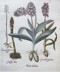 Poster - northern marsh-orchid (orchis purpurea), hand-coloured copperplate engraving by basilius besler, fro