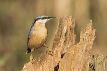 Wall Mural - Nuthatch (Sitta europaea) on old tree trunk, Germany, Europe