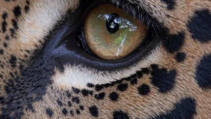 Poster - A dramatic close-up of a jaguar’s eye reflecting the vivid jungle canopy and a distant waterfall, creating a mysterious and intense visual.
