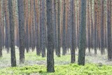 Tree trunks, pine forest (Pinus sylvestris), Brandenburg, Germany, Europe