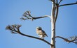 © Thomas Dressler/imageBROKER - The partly diurnal Little Owl (Athene noctua), Massa National Park, south of Agadir, Southwest Morocco