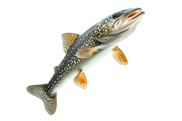 detailed northern pike fish with spotted scales, fins and sharp jaw isolated on white transparent ba