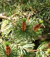 Wall Mural - a tree with green leaves and brown cones