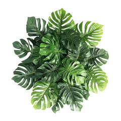 Wall Mural - Lush Monstera Leaves Arrangement on Black Background