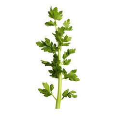 Wall Mural - Fresh Celery Plant Isolated on White Background