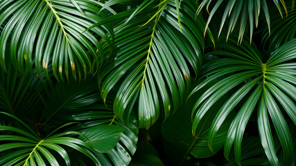 Wall Mural - Monstera and palm leaves jungle texture