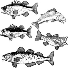 Wall Mural - Illustration of bass fish in engraving style. Design element for logo, label, sign, poster, t shirt.