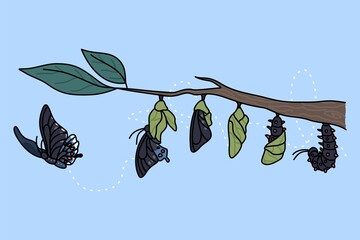 Poster - stages of growth and transformation of butterfly on tree branch. life cycle and metamorphosis of ins