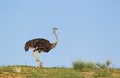 © Thomas Dressler/imageBROKER - Ostrich (Struthio camelus), female on a grass-grown sand dune, rainy season with green grass, Kalahari Desert, Kgalagadi Transfrontier Park, South Africa, Africa