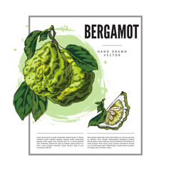 Wall Mural - Bergamot fruit and leaves sketch label vector design, hand drawn fresh ripe green Kaffir lime fruit, juicy farm citrus