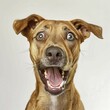 © Jürgen Moers/imageBROKER - A brown dog with an expression of joyful surprise and shining eyes, surprised, advertising, special offer, AI generated