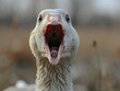 © Martin Moxter/imageBROKER - A goose with its mouth open looks directly into the camera, the feather details are clearly visible, AI generated, AI generated, AI generated