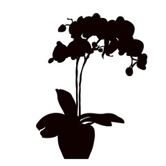 Wall Mural - orchid flower in pot black silhouette vector