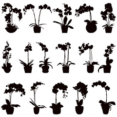 Wall Mural - orchid in pots set black silhouette vector