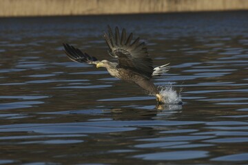 Wall Mural - White-tailed Eagle or Sea Eagle (Haliaeetus albicilla) grabbing fish from the water's surface