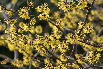 Wall Mural - Gelbe Hamamelis Zaubernuss