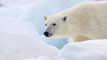 Wall Mural - male polar bear (ursus maritimus) on ice