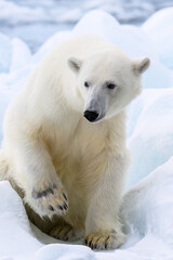 Wall Mural - male polar bear (ursus maritimus) on ice