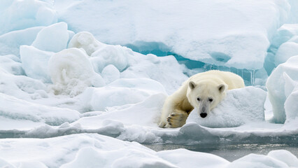 Wall Mural - male polar bear (ursus maritimus) on ice