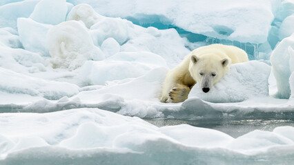 Wall Mural - male polar bear (ursus maritimus) on ice