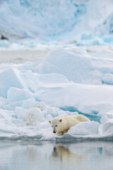 Wall Mural - male polar bear (ursus maritimus) on ice