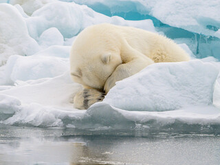 Wall Mural - male polar bear (ursus maritimus) on ice