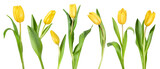 seven yellow tulips with leaves in a row on a white isolated background