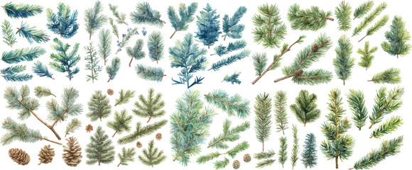 Poster - pine branch watercolor clipart