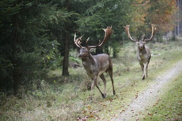 fallow deer (dama dama) chasing its rival during mating season