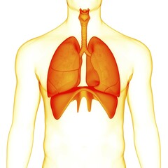 Wall Mural - 3D Illustration Concept of Human Respiratory System Lungs with Diaphragm Anatomy