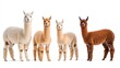 © Patchayanit  - Four Colorful Alpacas Standing Together on a White Background