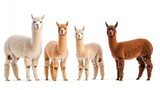 Four Colorful Alpacas Standing Together on a White Background