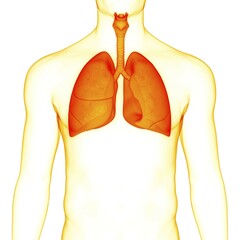 Wall Mural - 3D Illustration Concept of Human Respiratory System Lungs Anatomy